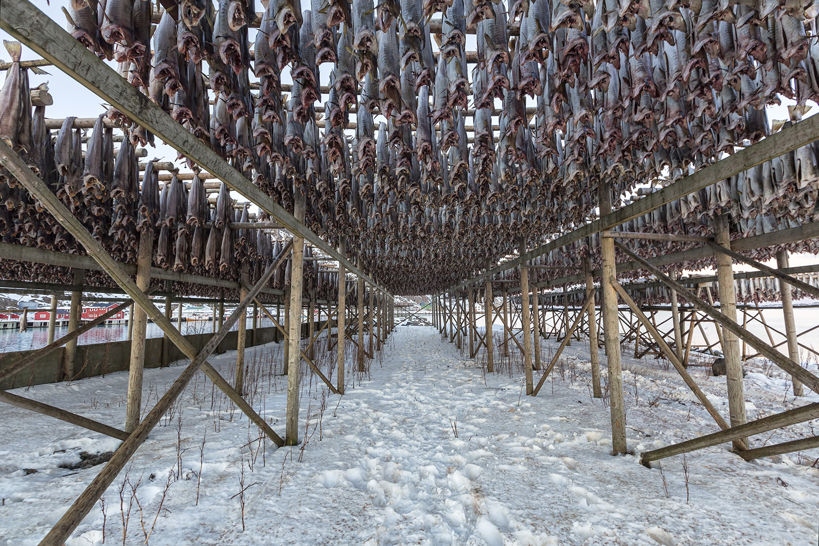 Drying Fish