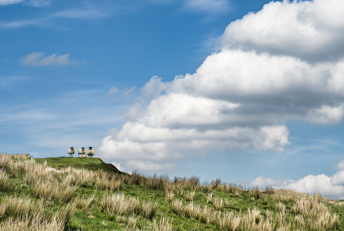 Clouds with Sheep