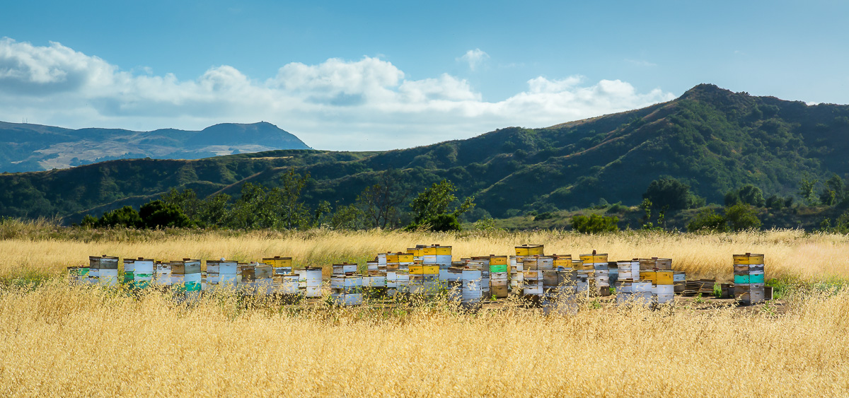 The Apiary