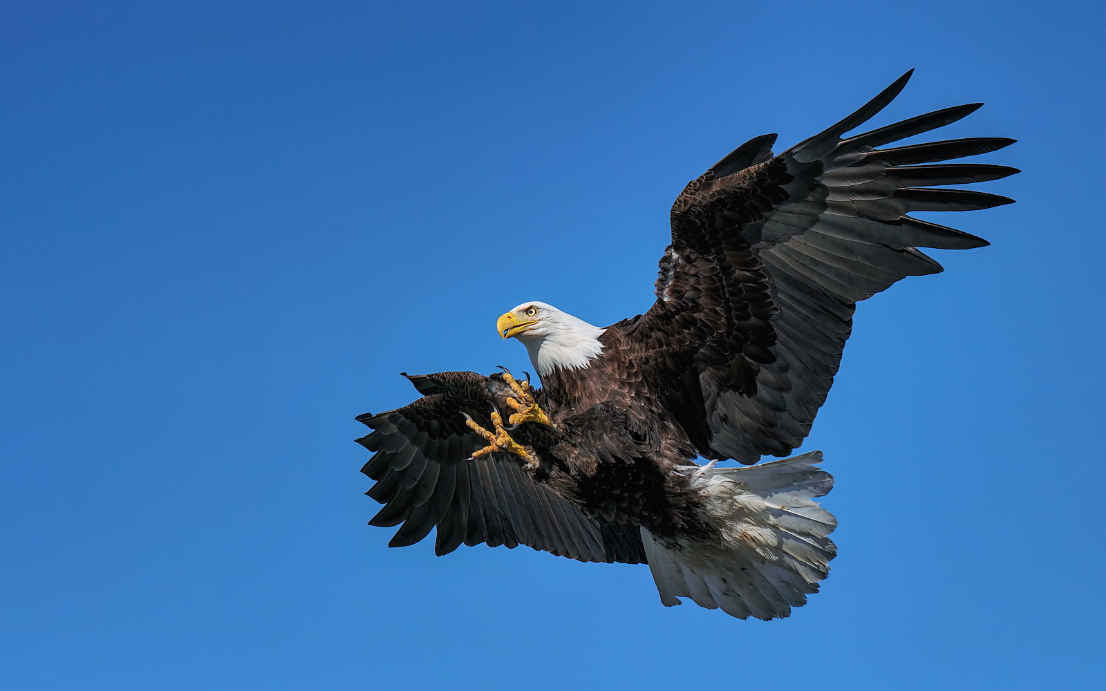 Eagle Attack
