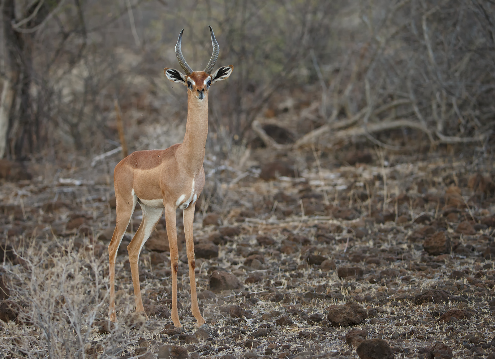 Gerenuk