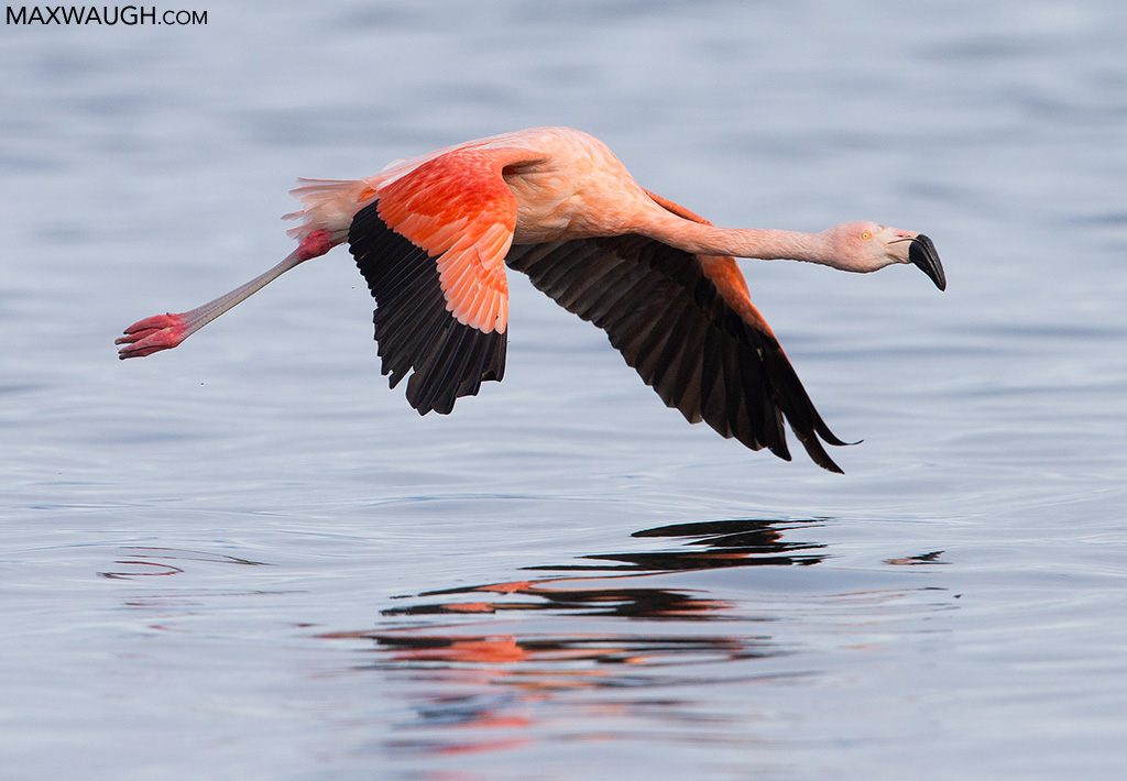 Chilean Flamingo