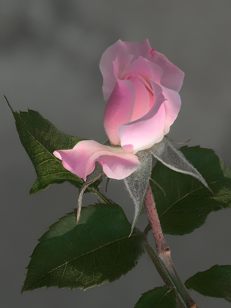 Flora - 1st Place