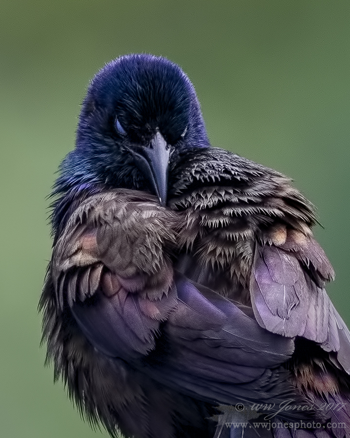 Sinister Grackle