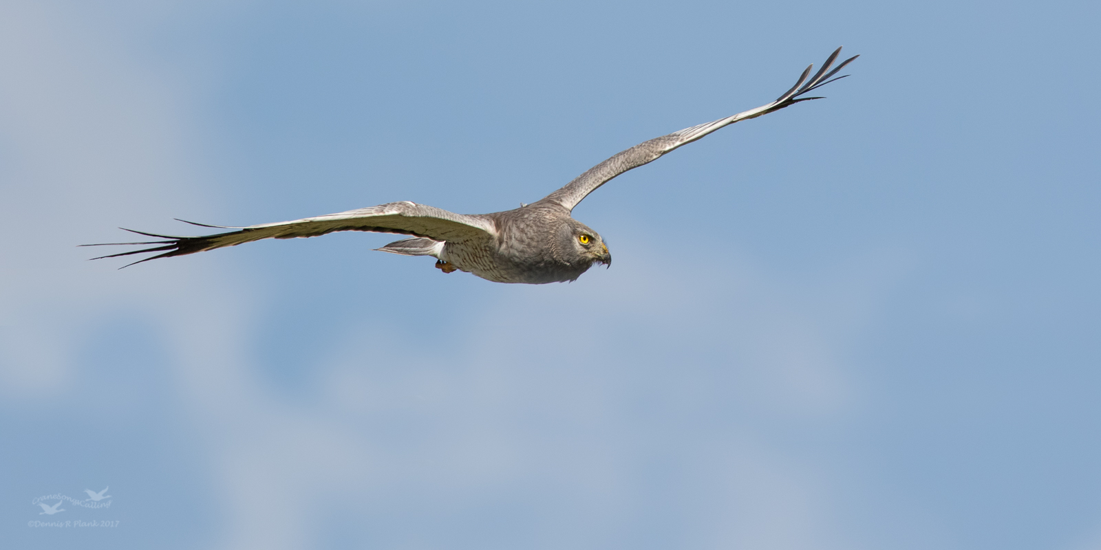 Male Northern Harrier