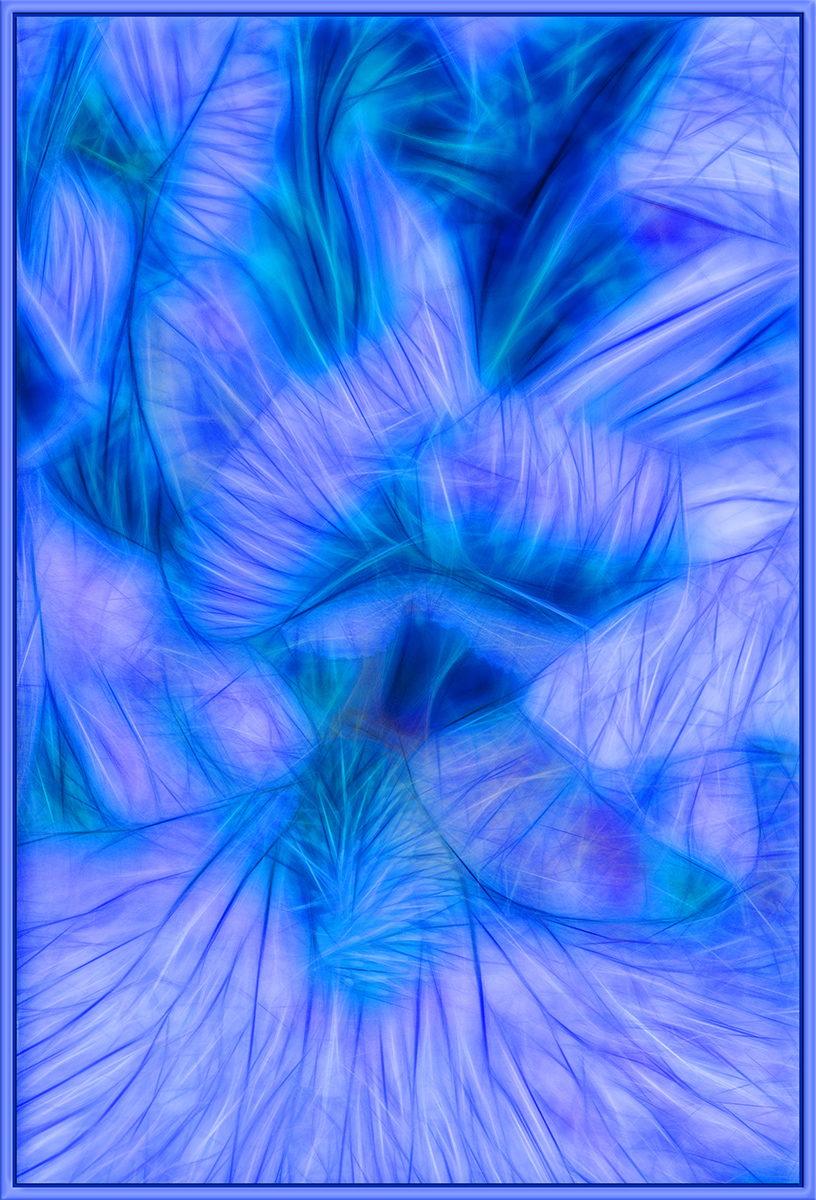 Blue Iris