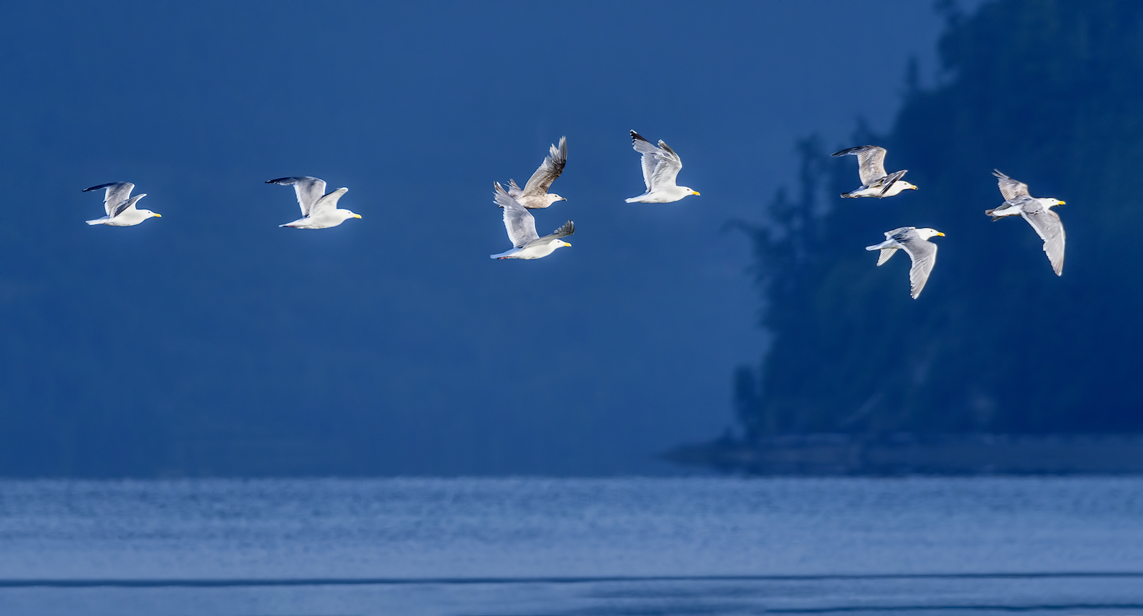 Hood Canal gulls