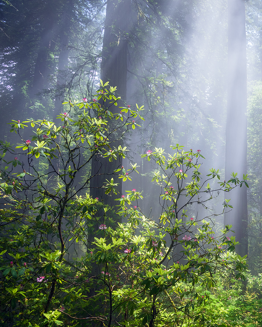 Flowered Forest & Repost