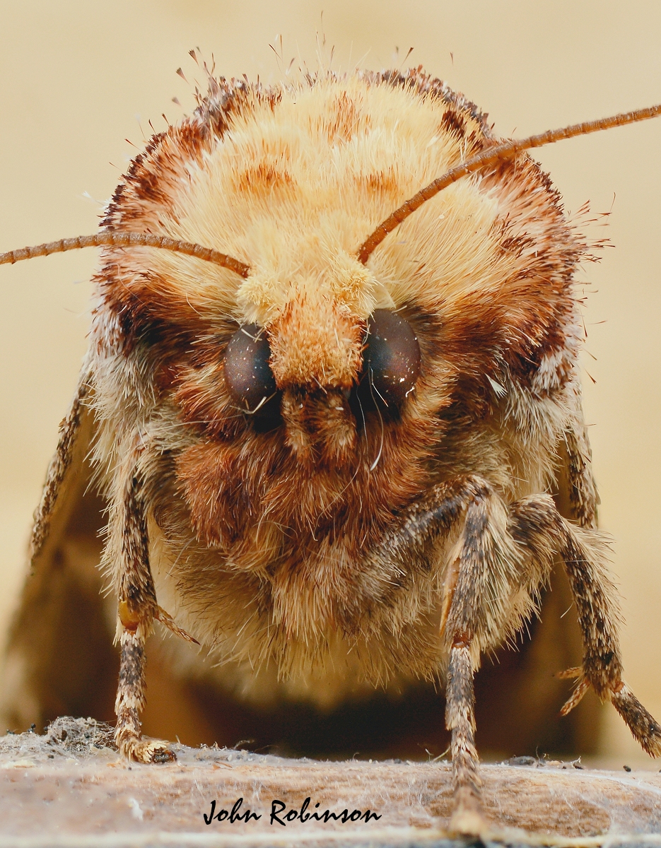 Buff Tip close up