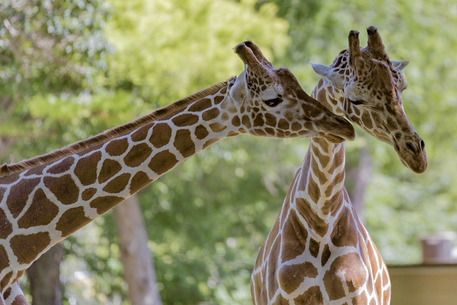 Giraffes at Topeka Zoo
