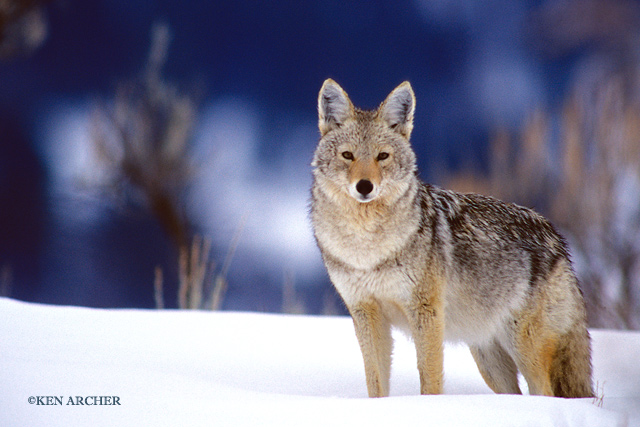 Coyote, Winter Portrait