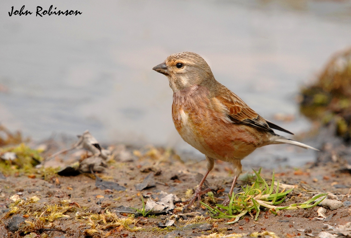 Linnet 