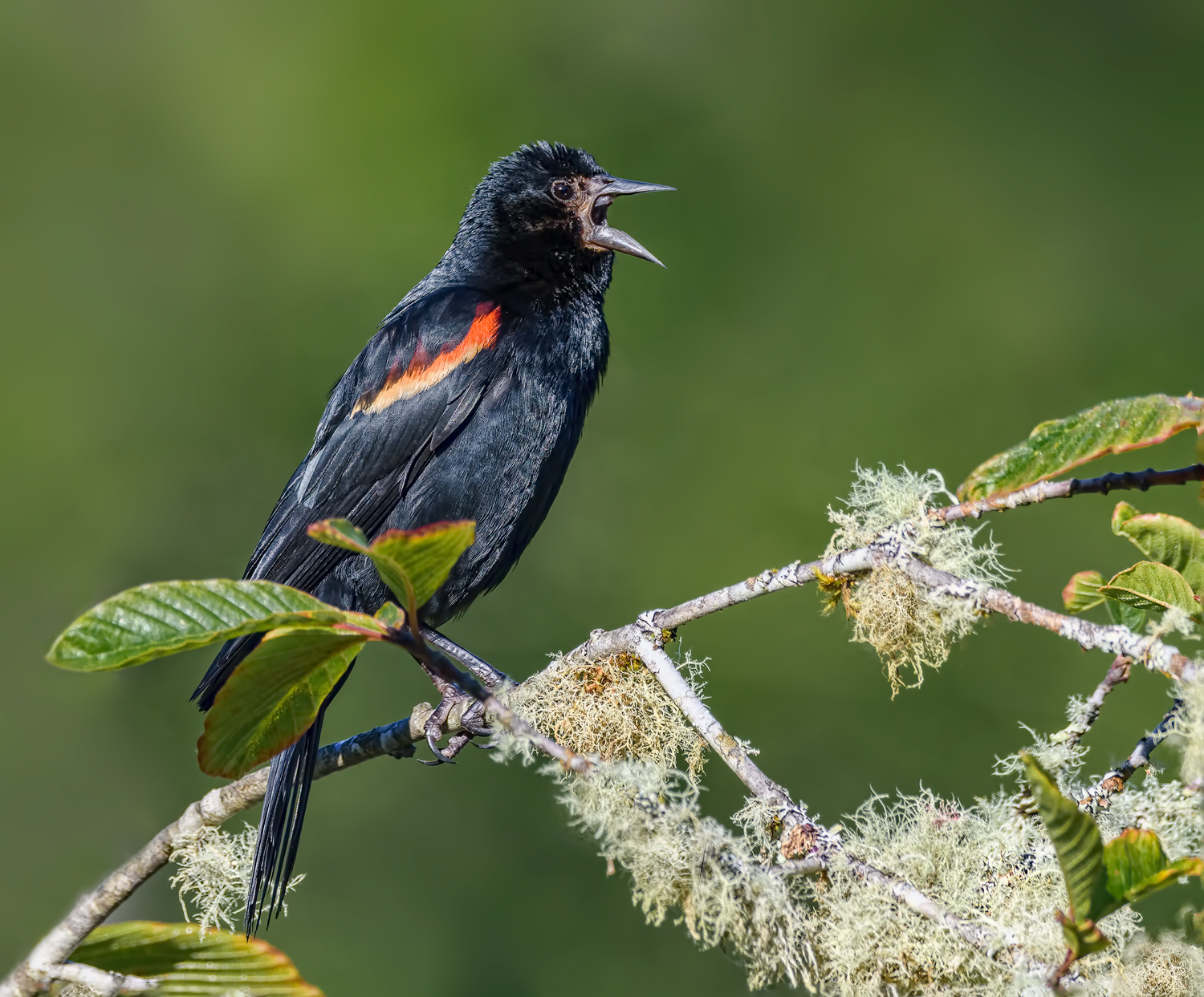 Redwing Blackbird