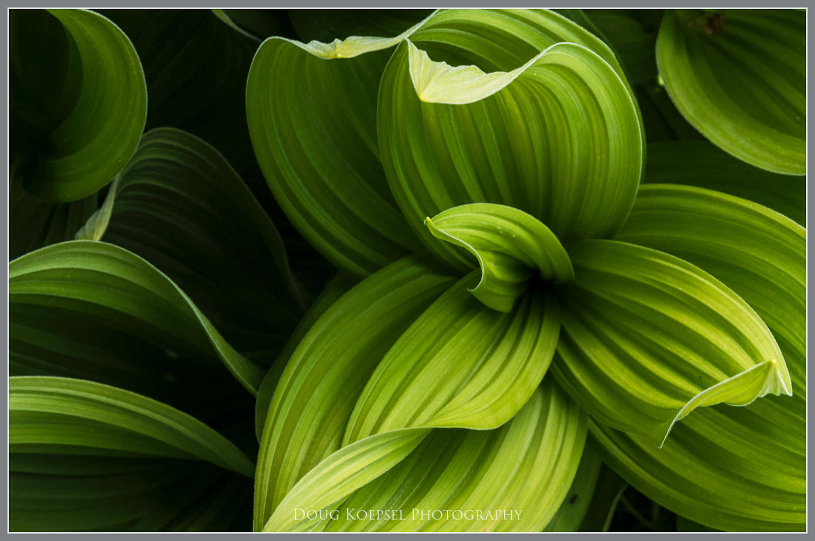 False Hellebore WC Green