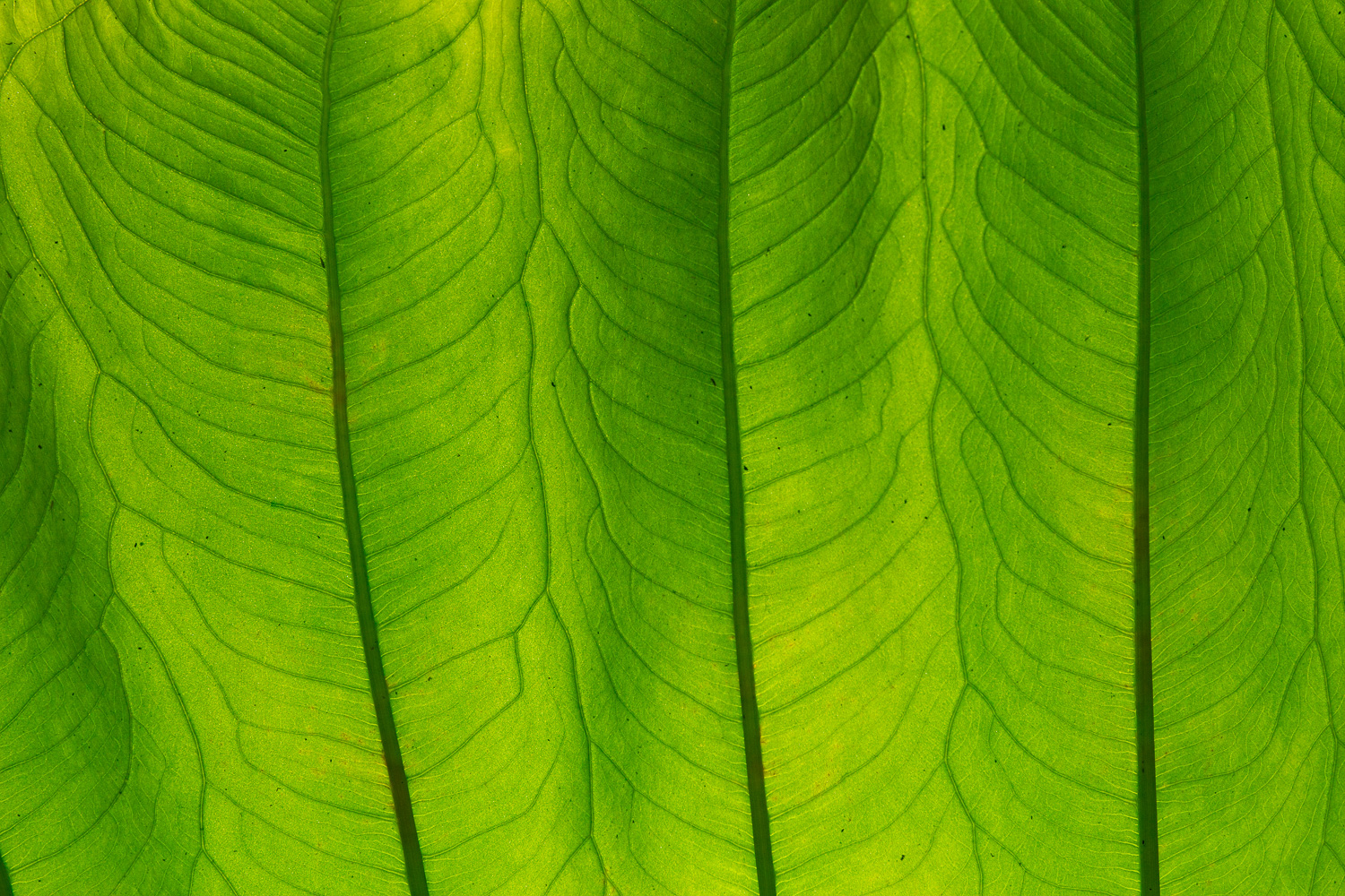 Leaf Pattern