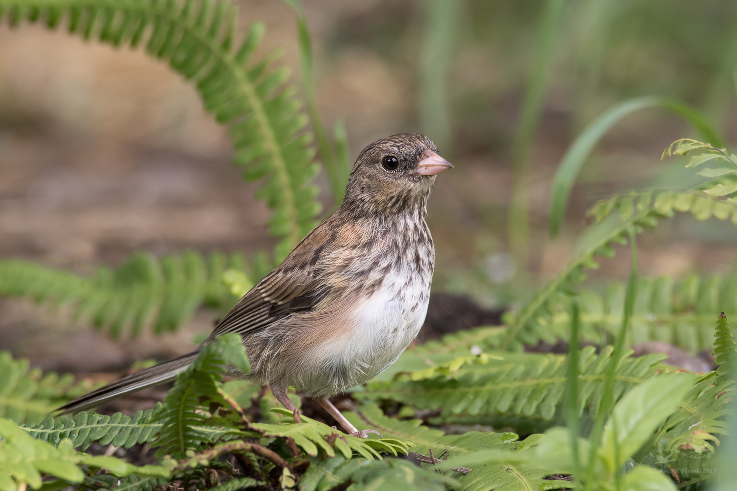 Junco
