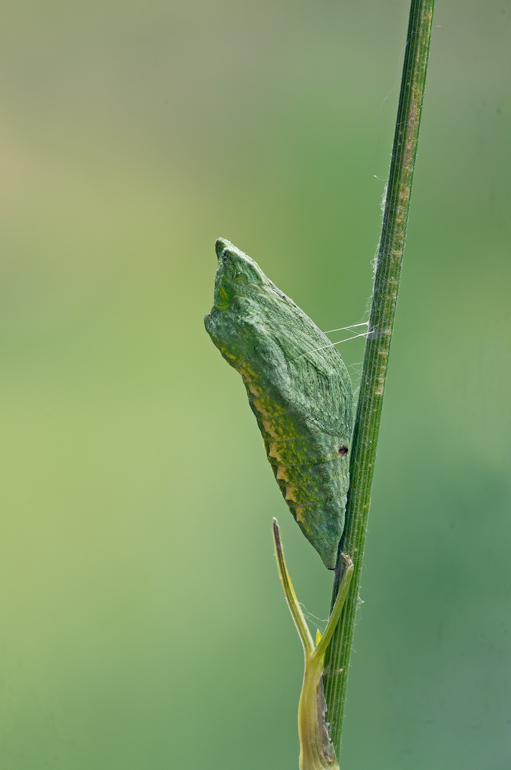 Chrysalis