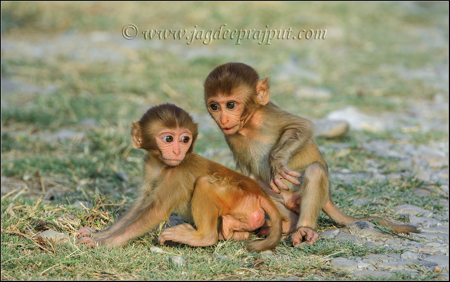 Rhesus kids