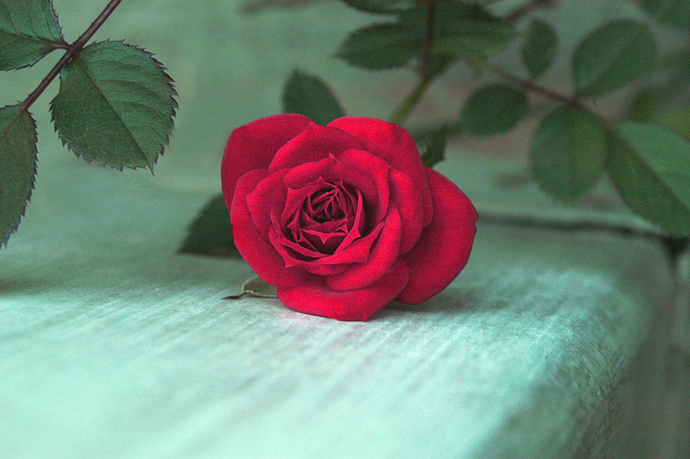 Red Rose