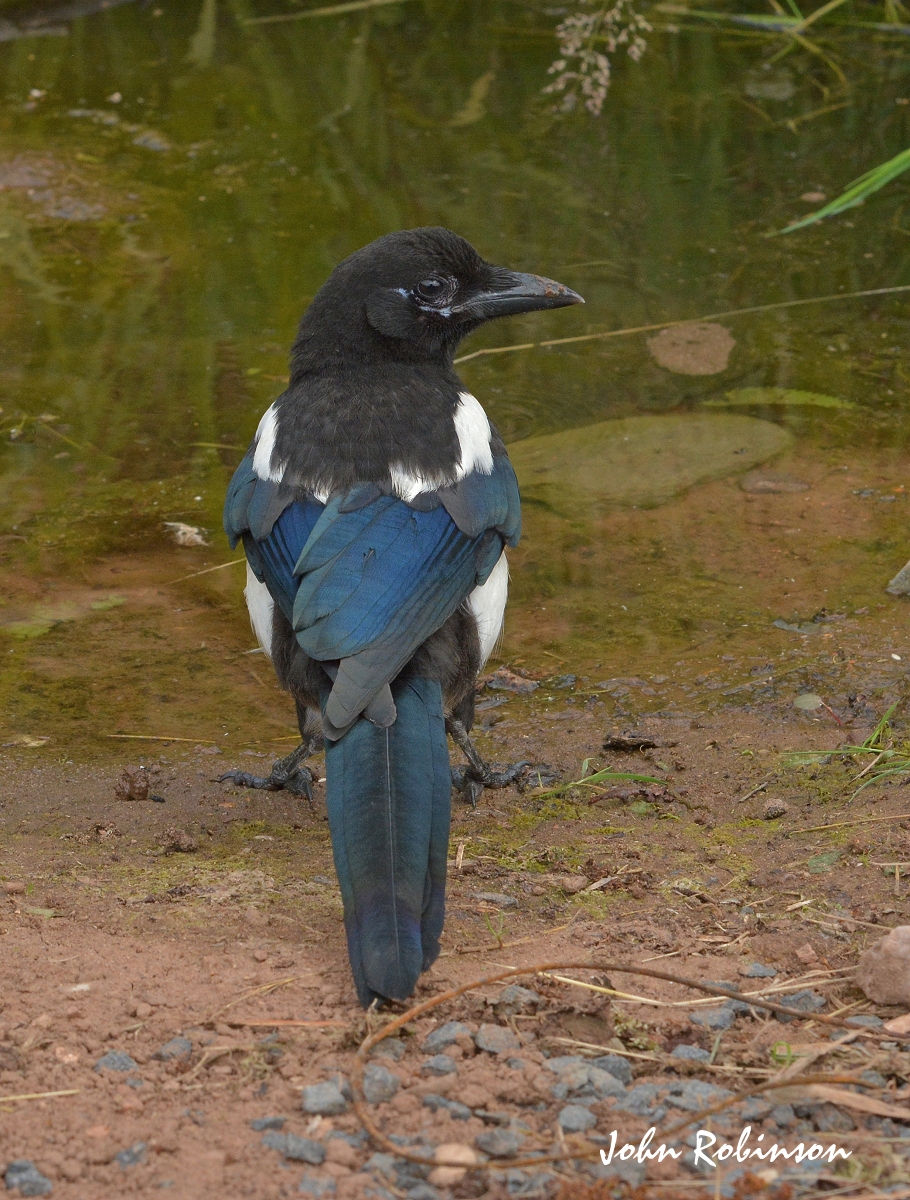 One for Sorrow+repost