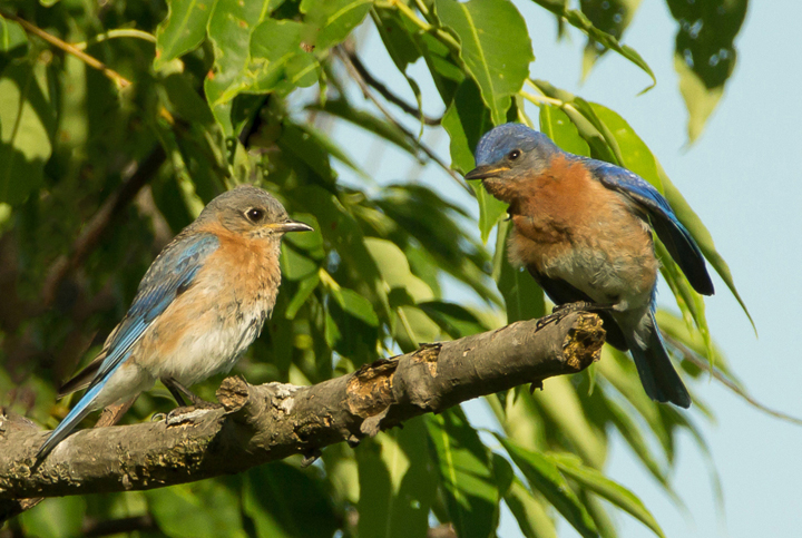 Morning bluebird couple