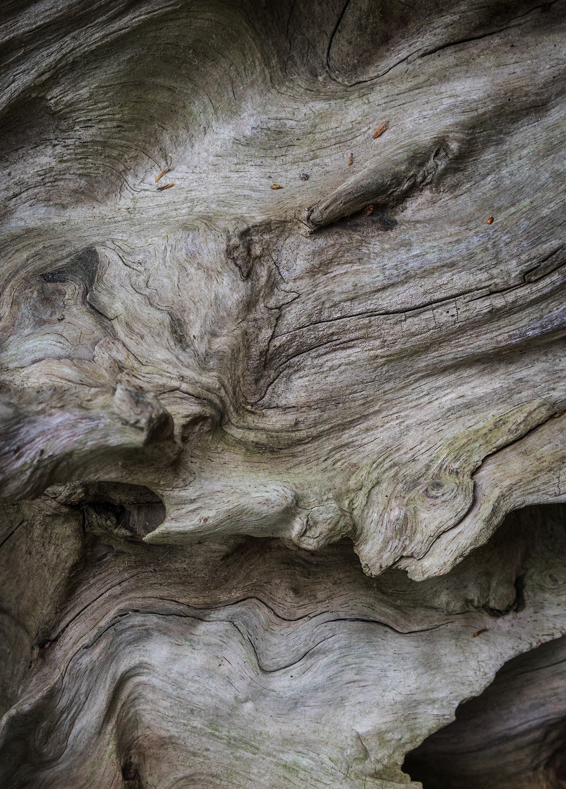 Driftwood