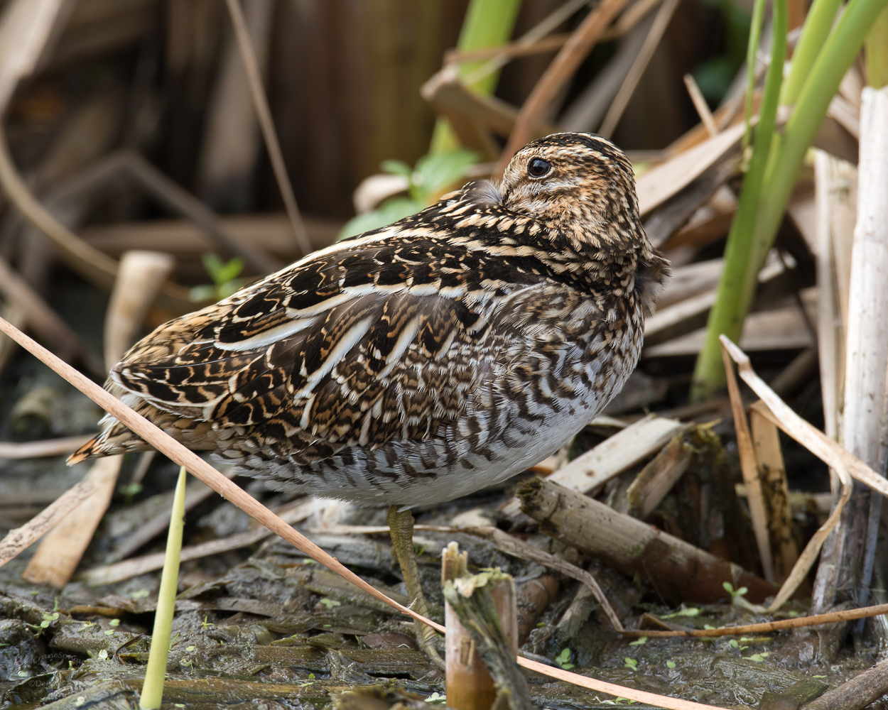 Wilson's Snipe