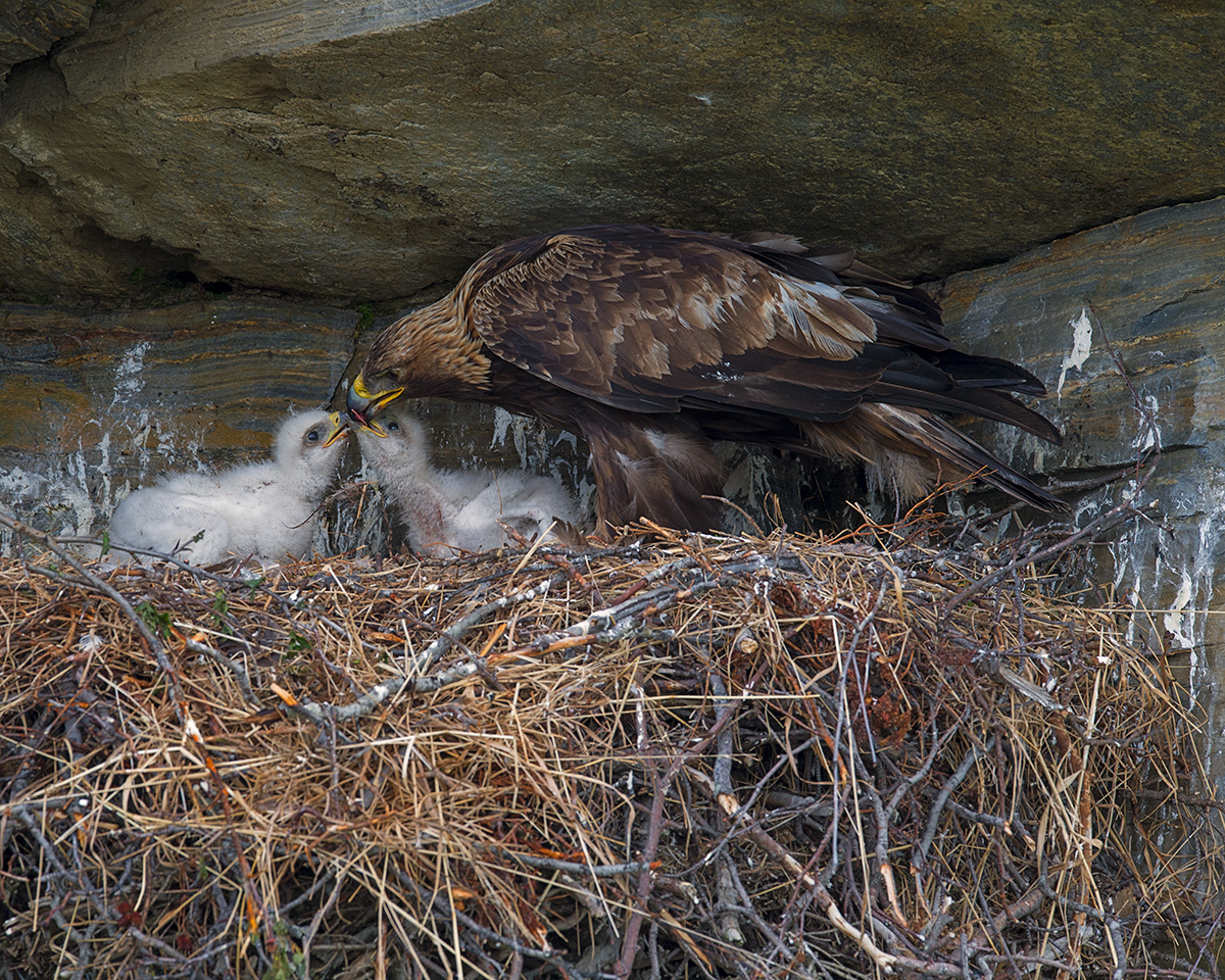 Golden Eagles