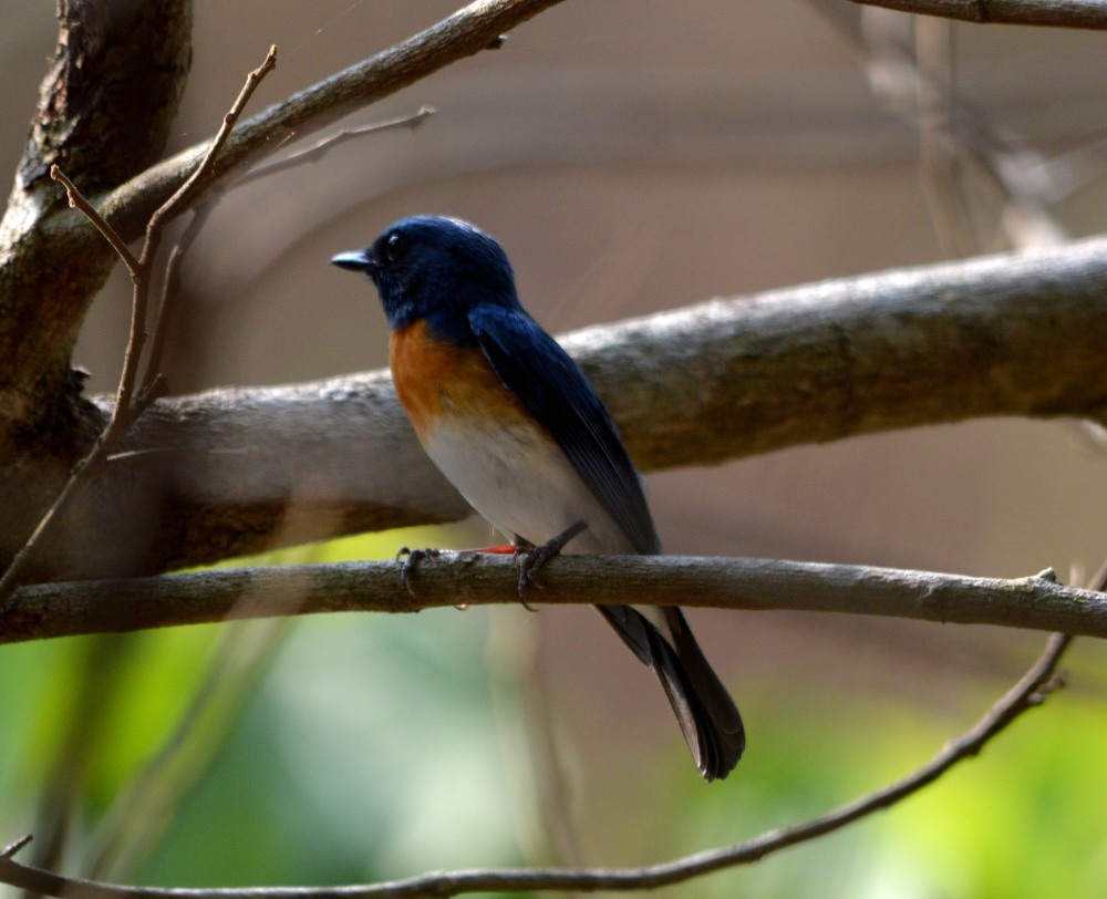 Blue flycatcher