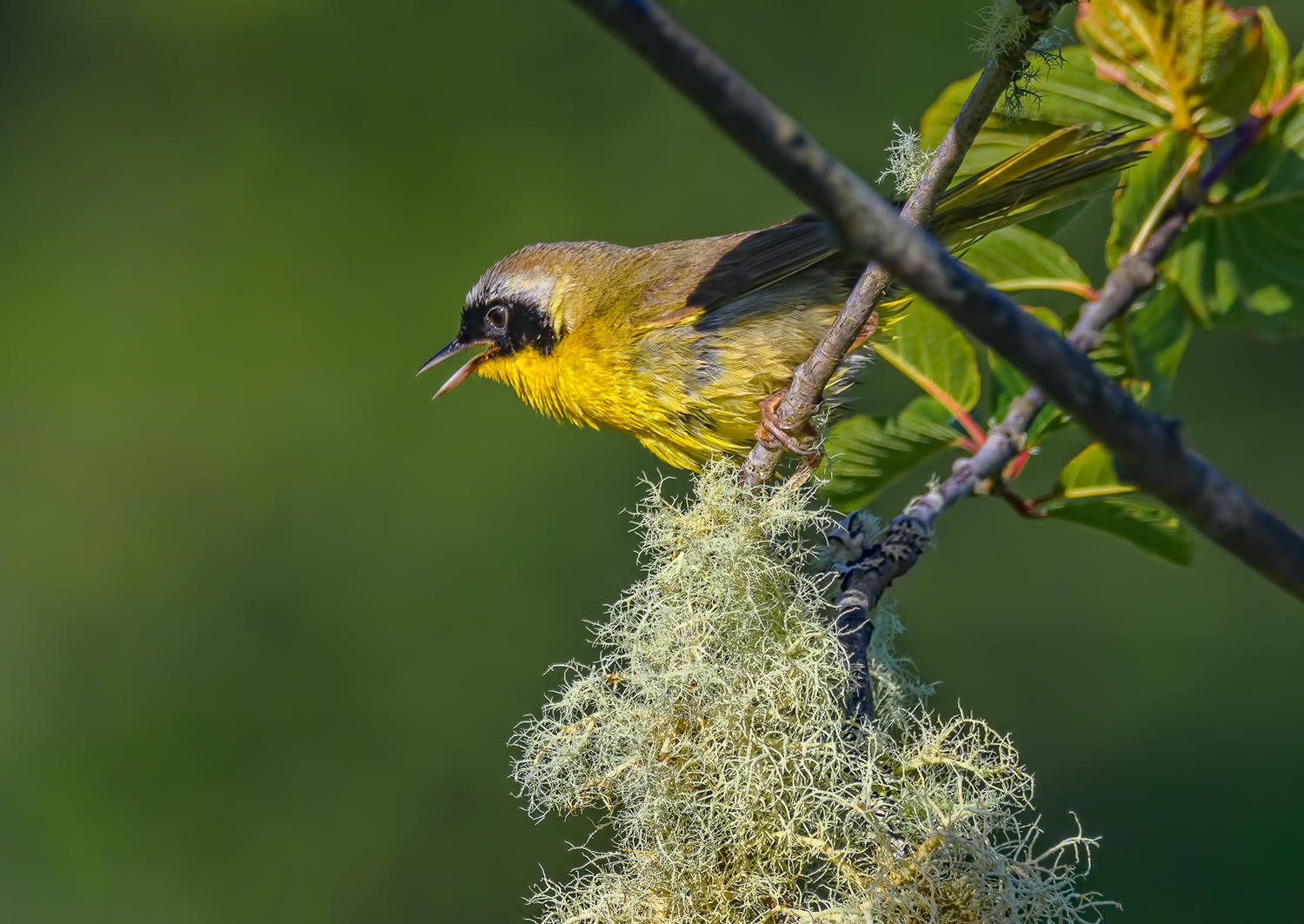 Yellowthroat