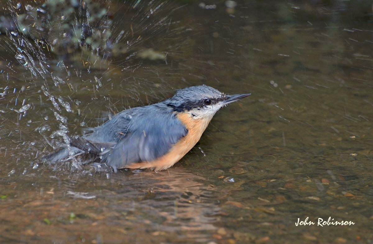 Nuthatch