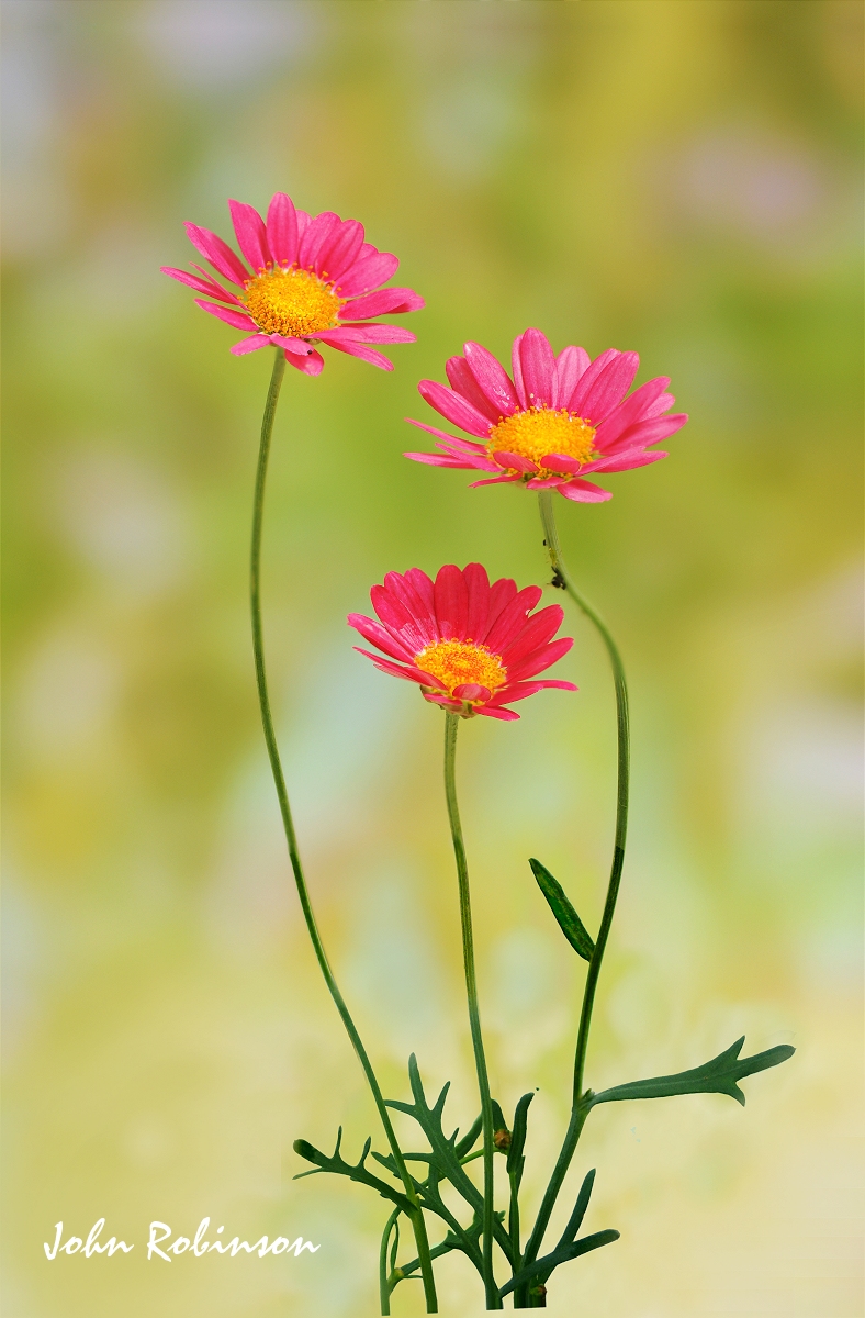 Agryanthemum
