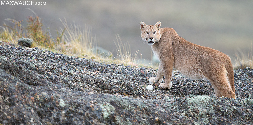 Male Puma