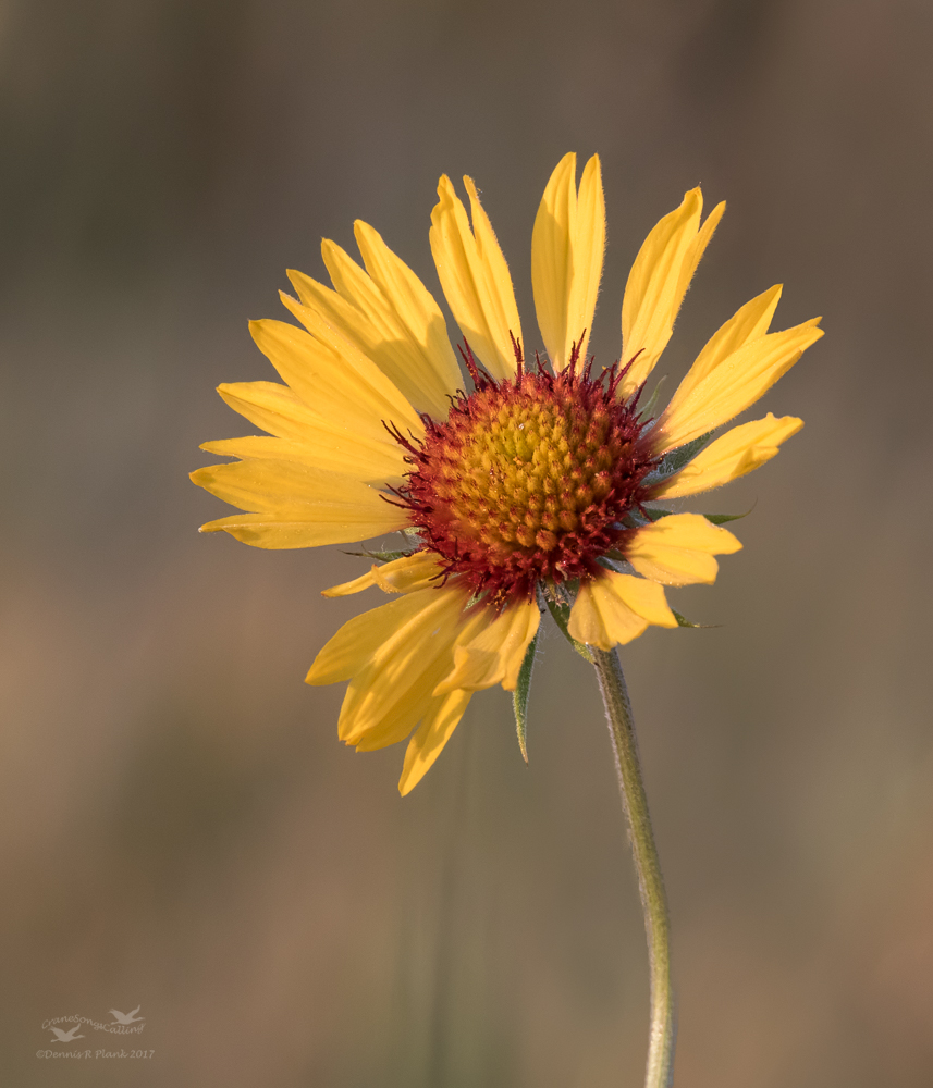 Brown-eyed Susan & RP