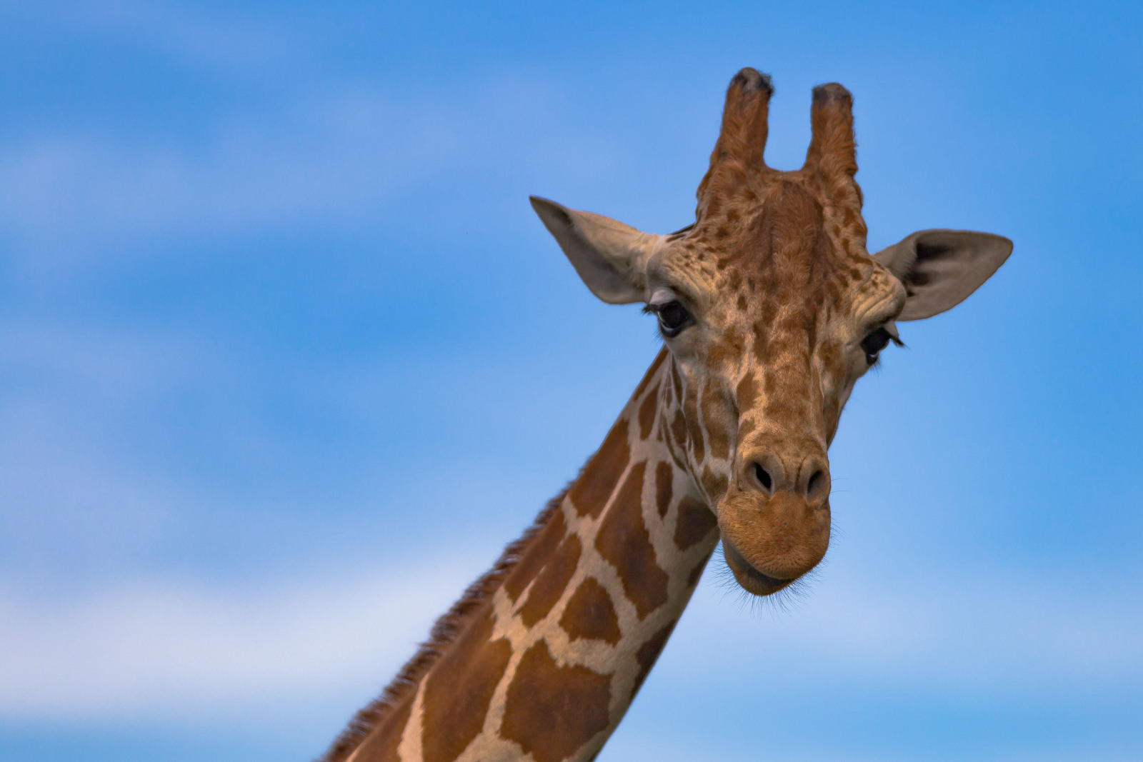a giraffe at Topeka Zoo