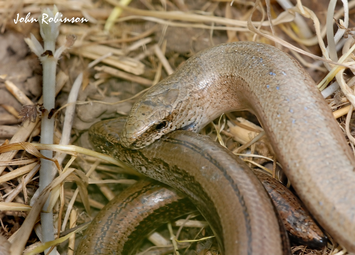Mating  Sloworms