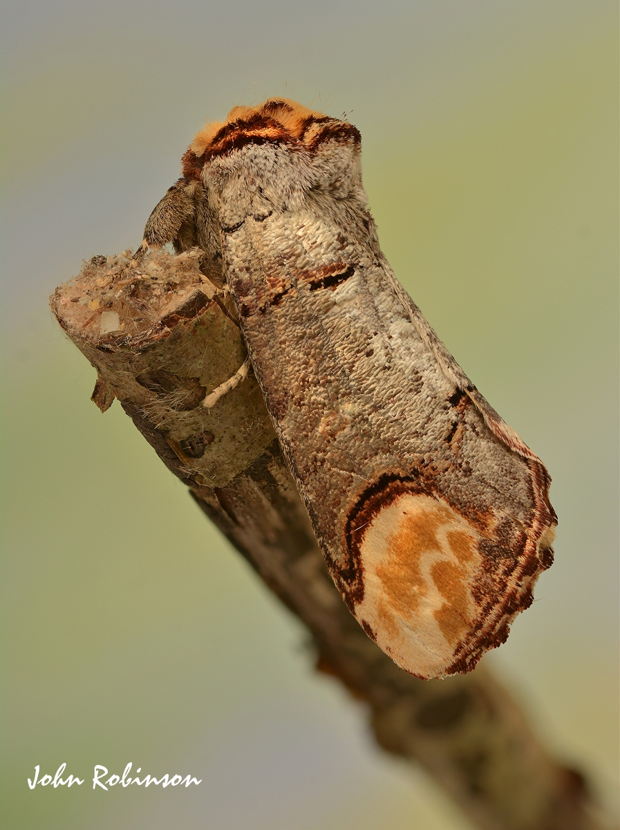 Buff Tip Moth