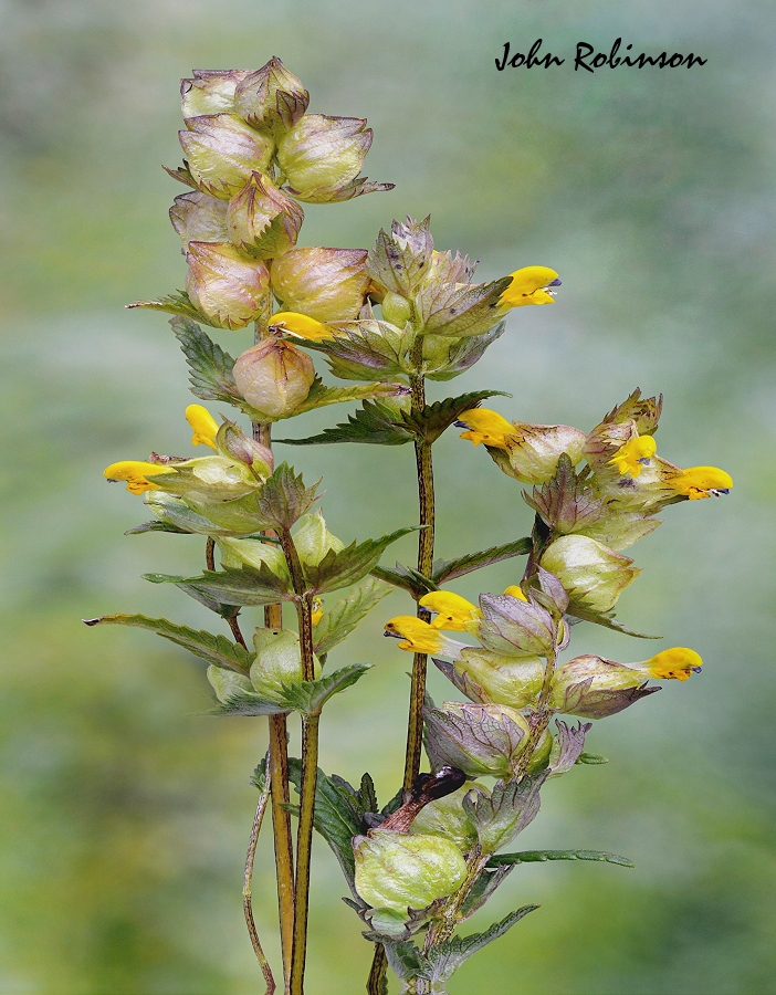 Yellow Rattle