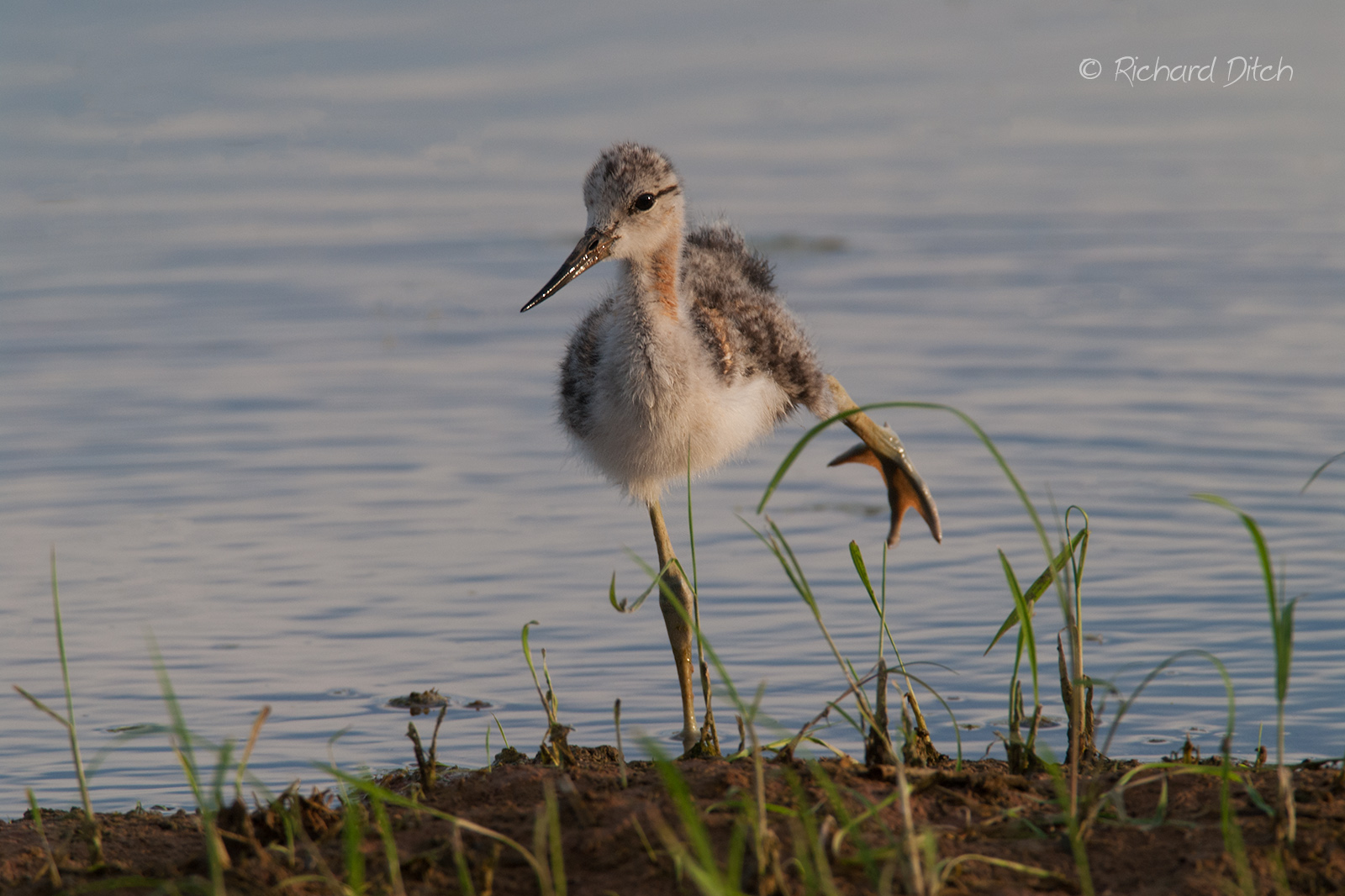 American Avocet