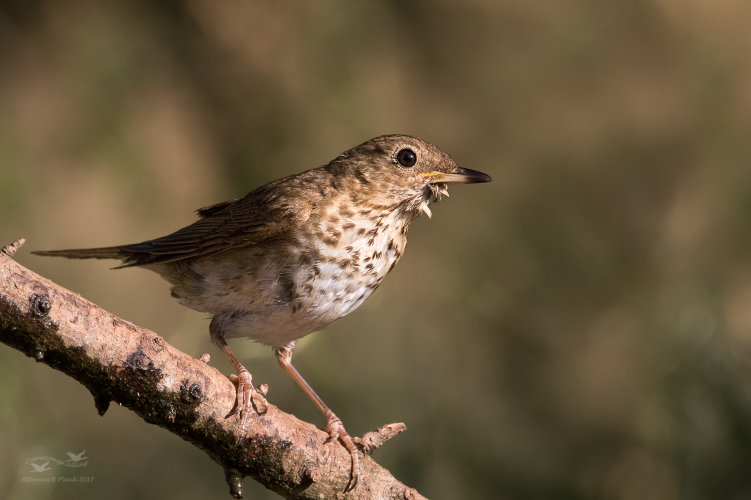 Swainson's Thrush