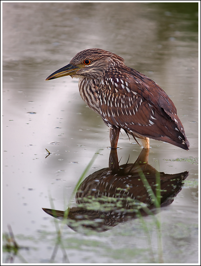 BC Night Heron