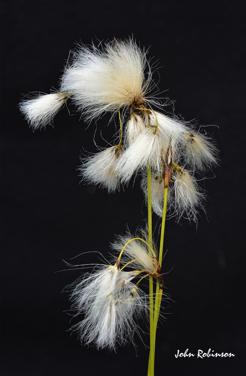 Cotton Grass