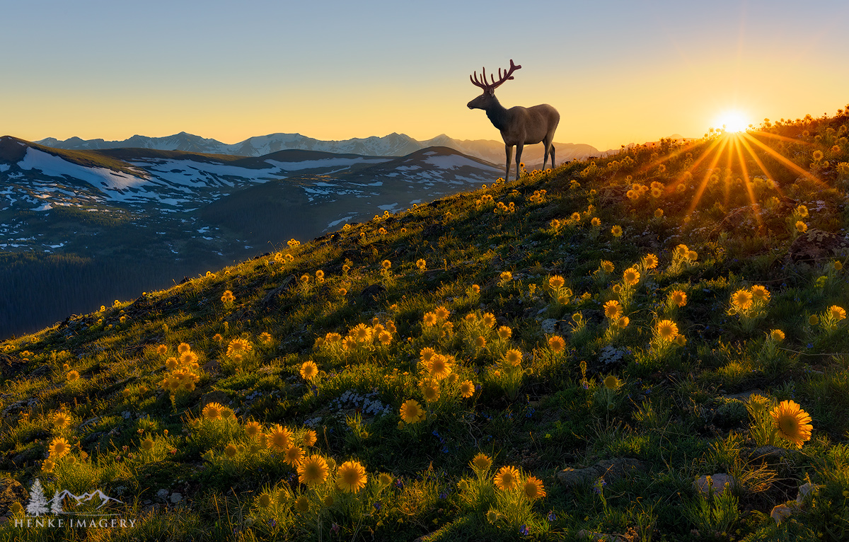 Wildlife - 1st Place