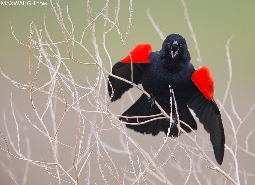 Red-Winged Blackbird