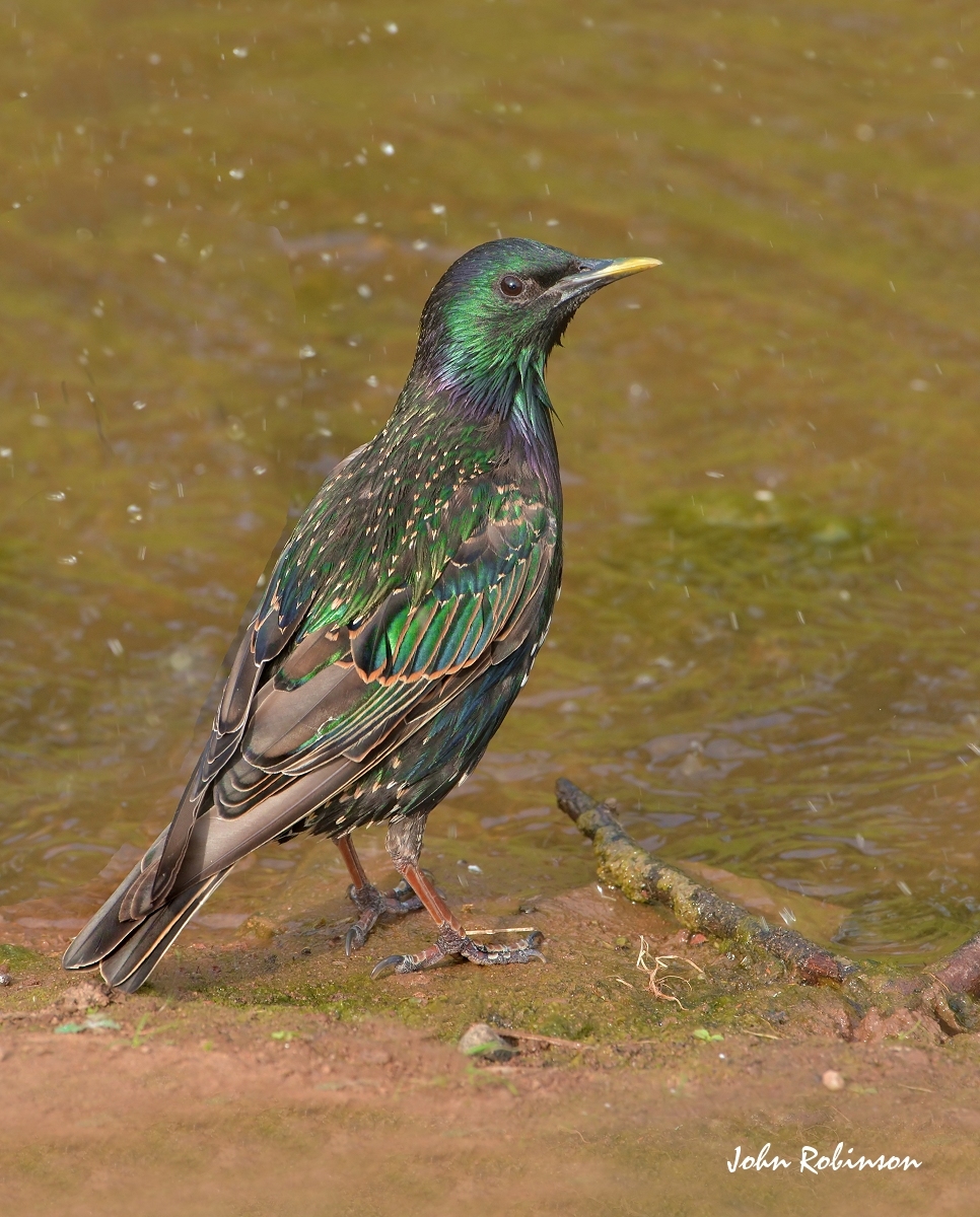 Starling