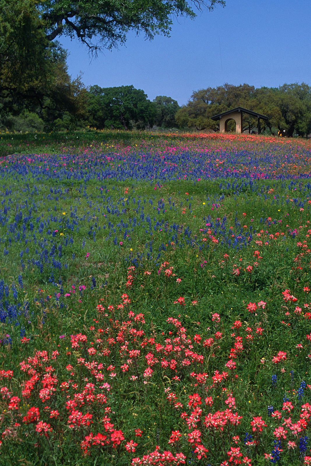 Texas Roadside