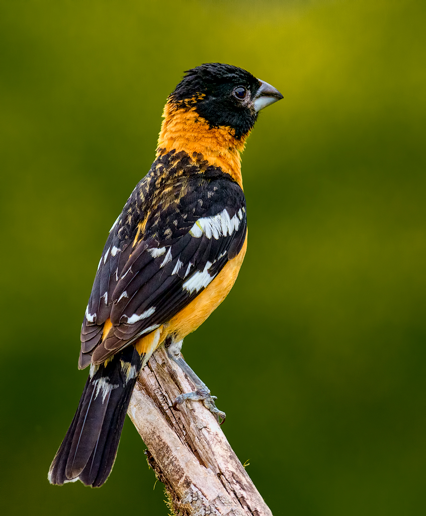Black-headed Grosbeak
