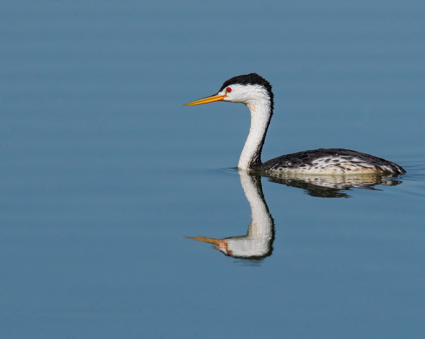 Clark's Grebe & Repost