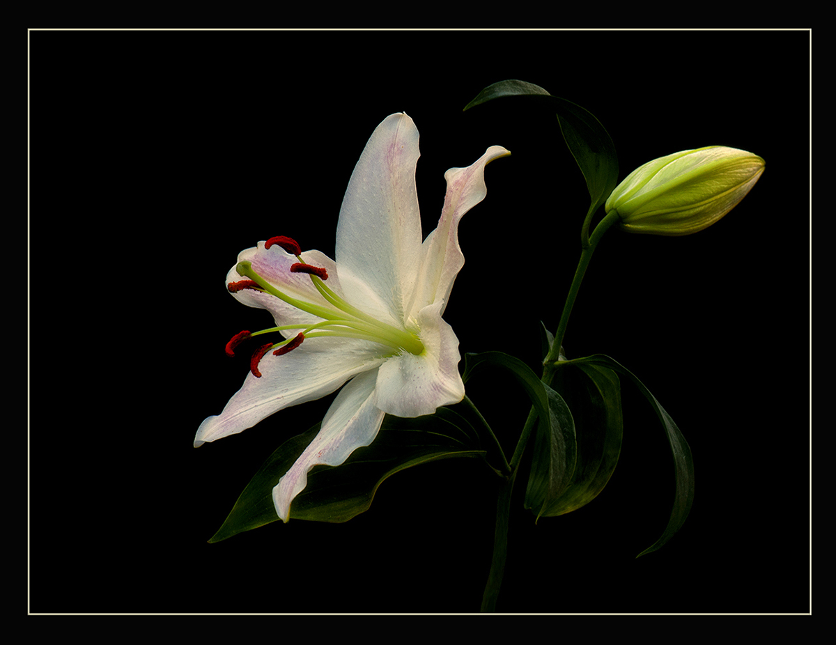 Oriental Lily  