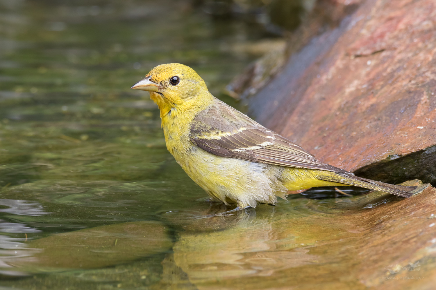 Western Tanager